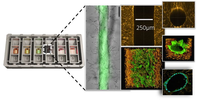 Abbildung einer mikrofluidische Chip-Plattform für organotypische Zellkulturen