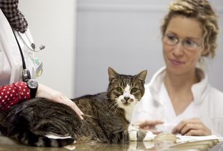 Foto: eine Tierärztin untersucht eine auf dem Tisch sitzende Katze