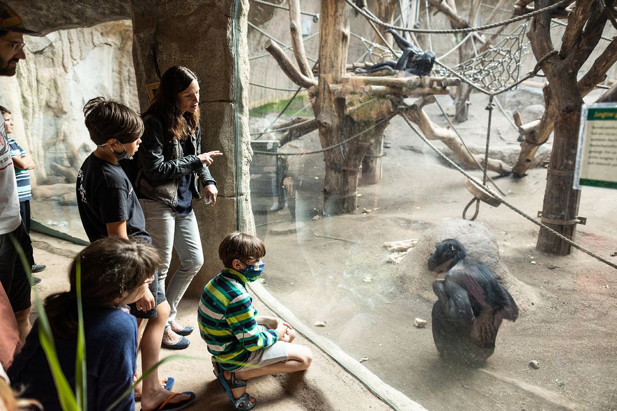 enlarge the image: Children look at monkeys behind glass