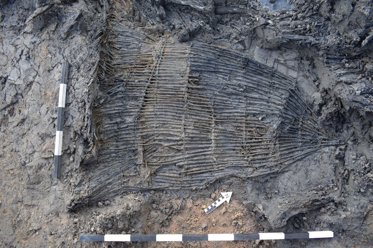 enlarge the image: Colour photo: Frontal picture of sediment which contains a medieval fish trap and two measuring tapes, with which the size of the object can be seen. 